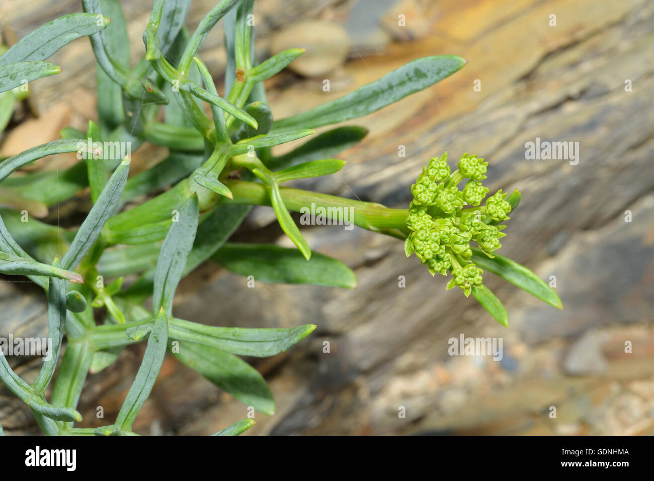 Rock Samphire - Crithmum maritimum Sea Shore Plant Stock Photo