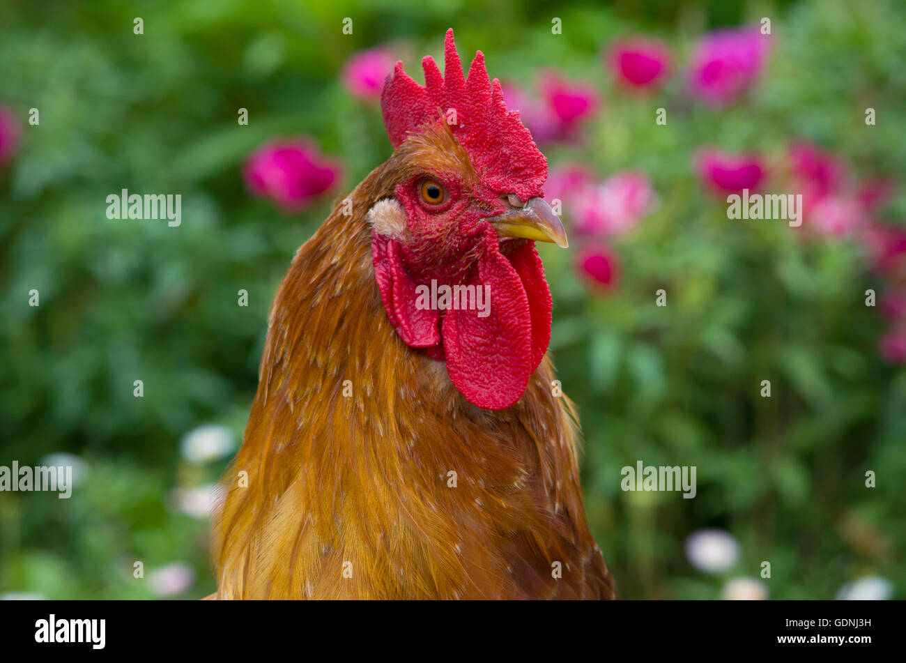 Poultry head of a rooster thoroughbred,bird, breed, economy, farmer, farming, house, portrait, poultry farming, rooster Stock Photo