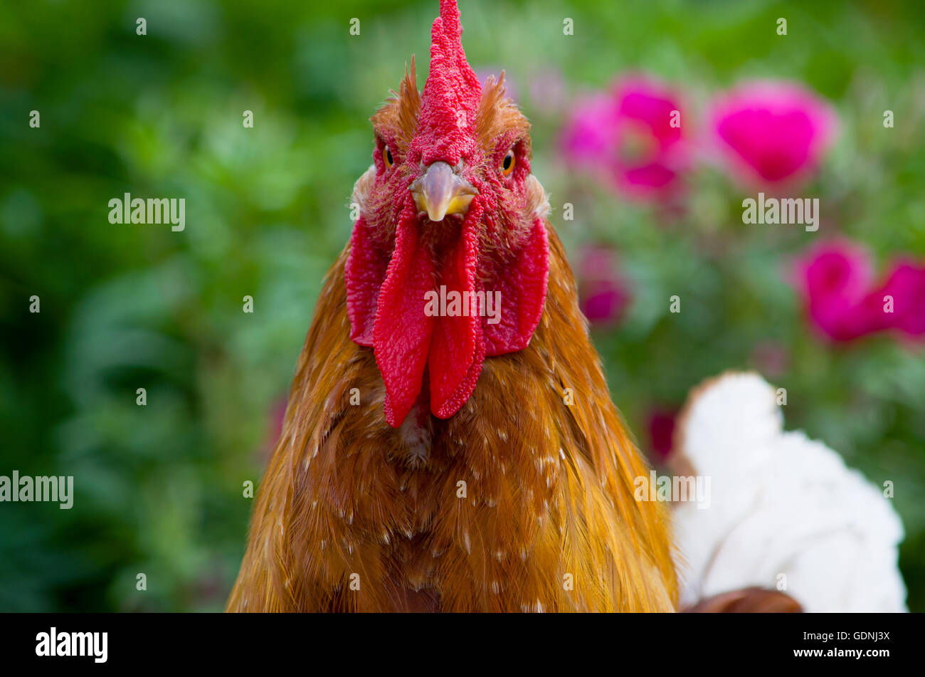 Poultry head of a rooster thoroughbred,bird, breed, economy, farmer, farming, house, portrait, poultry farming, rooster Stock Photo