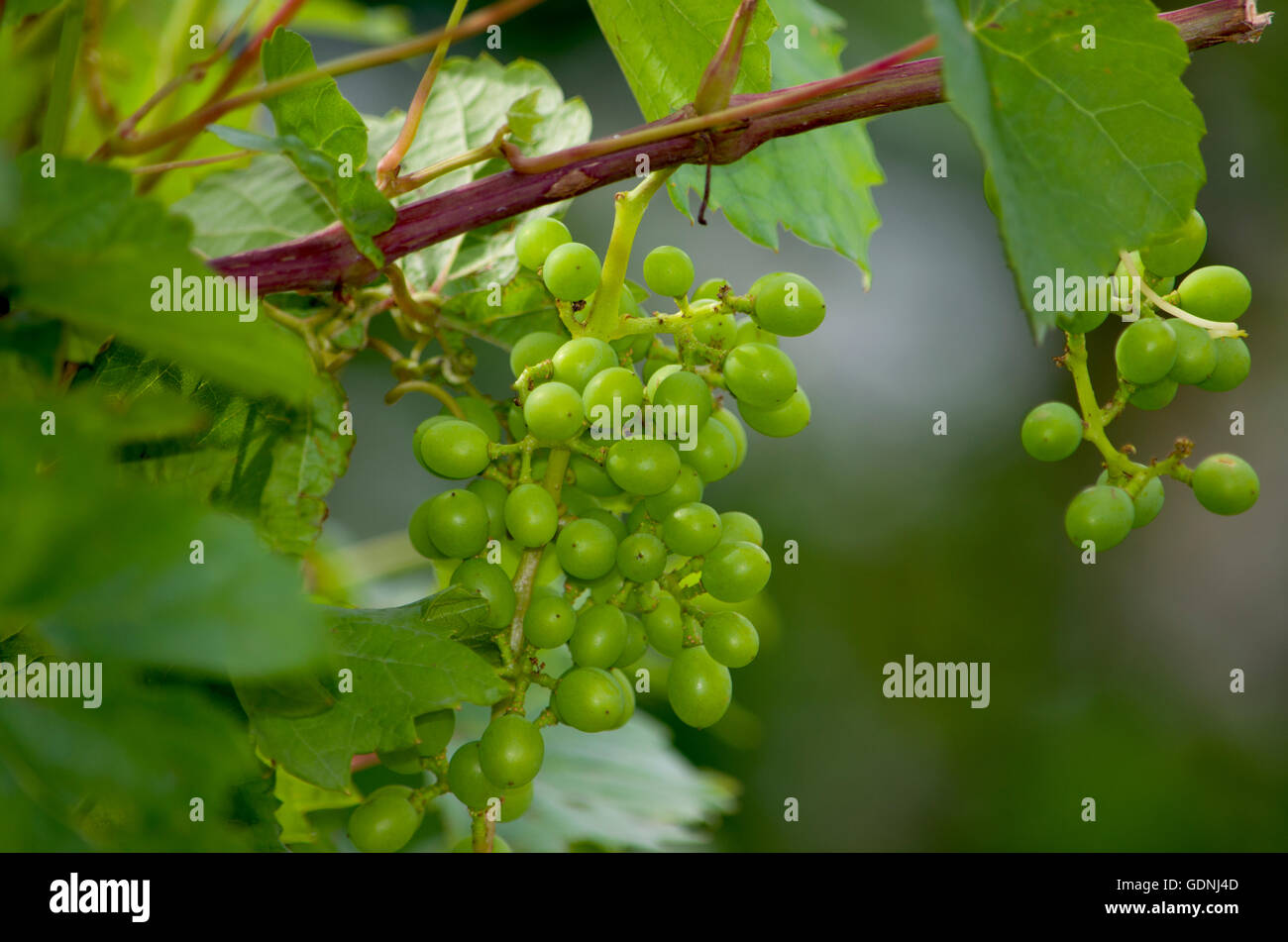 Grapes green on a bush unripe,a bush, a garden, berry, food, gardening, grapes, green, leaves, on a branch, unripe Stock Photo