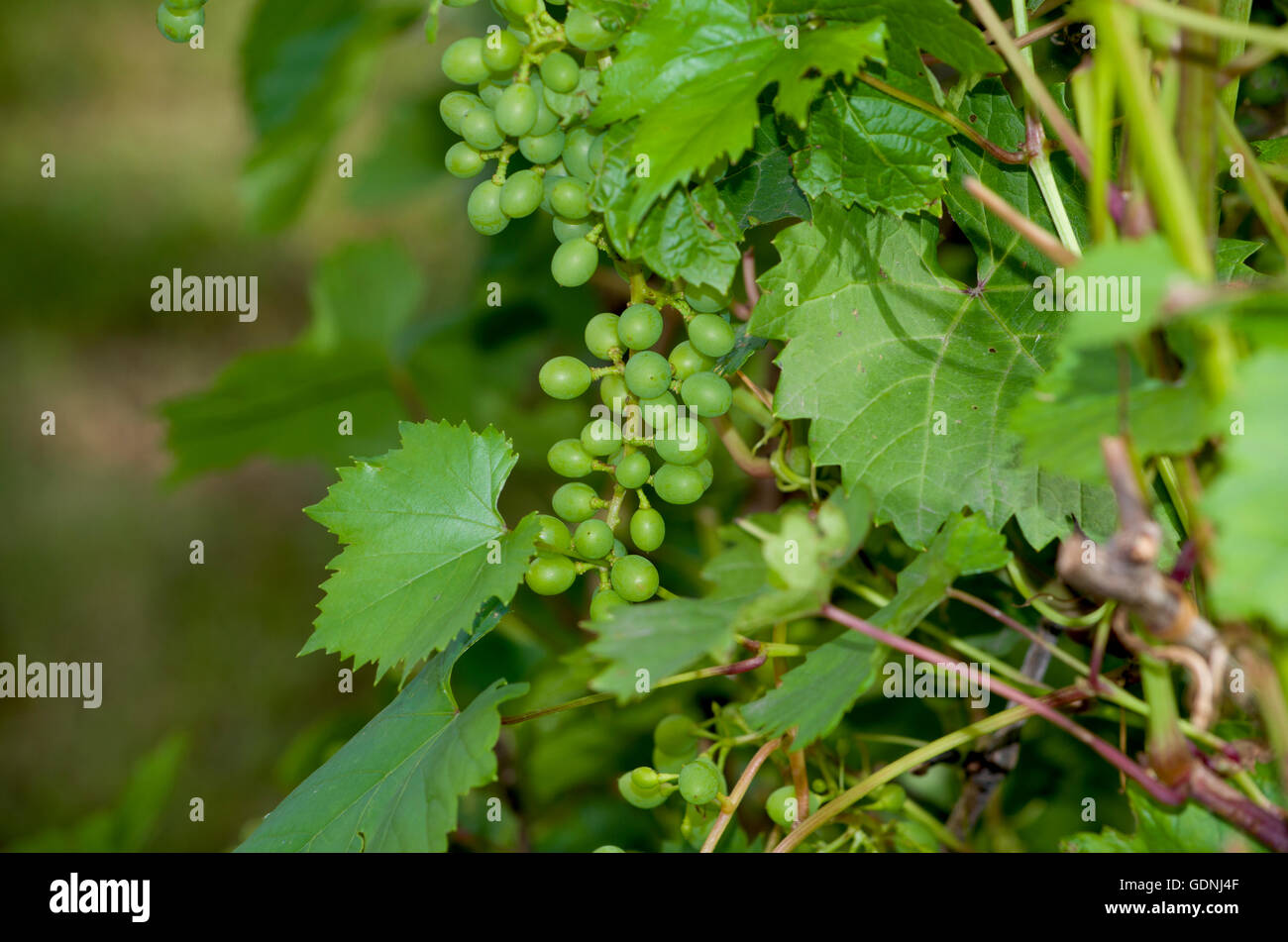 Grapes green on a bush unripe,a bush, a garden, berry, food, gardening, grapes, green, leaves, on a branch Stock Photo