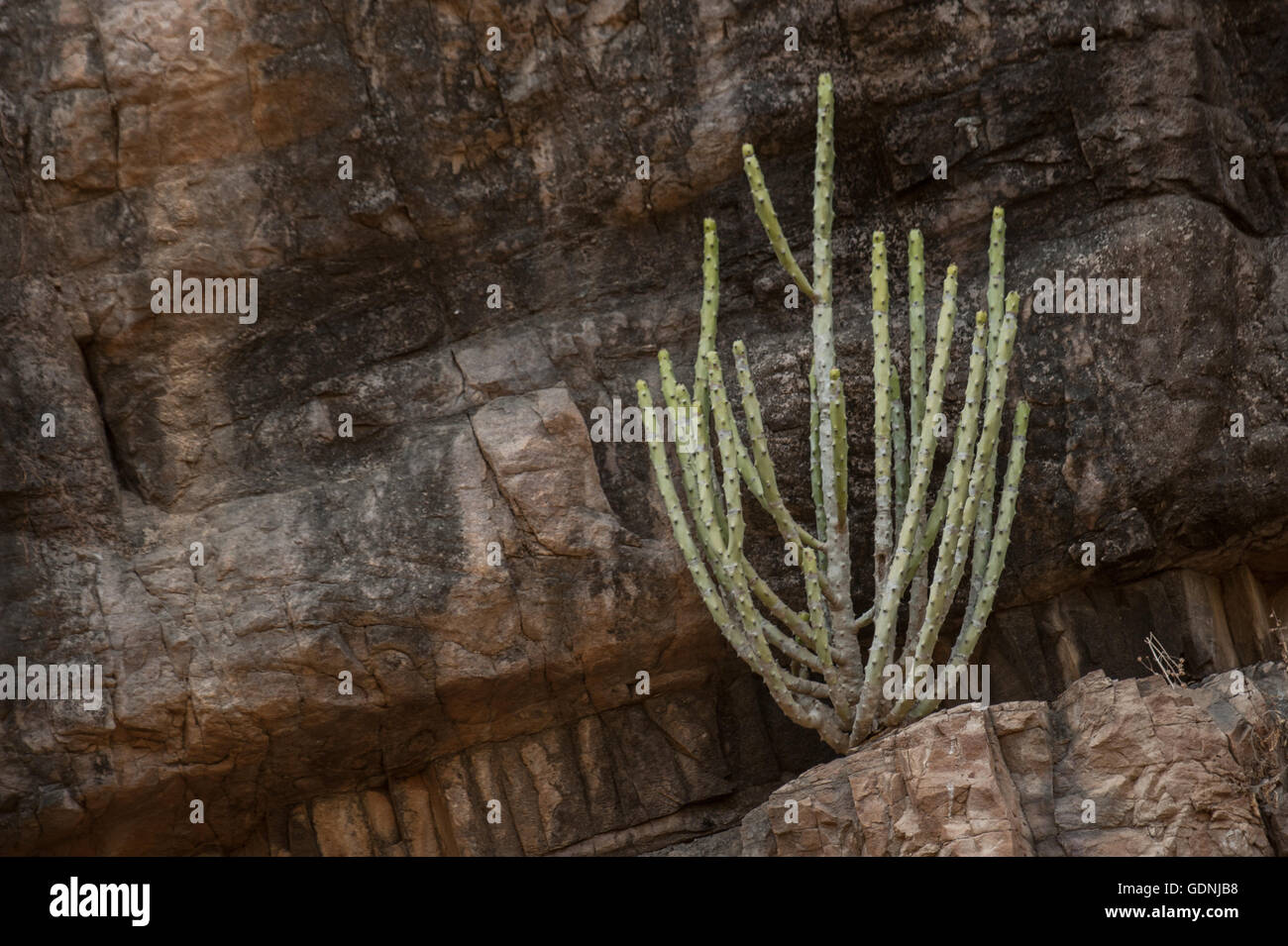 Euphorbias, Euphorbia caducifolia, Euphorbiaceae, Ranthabore National Park, India, Stock Photo