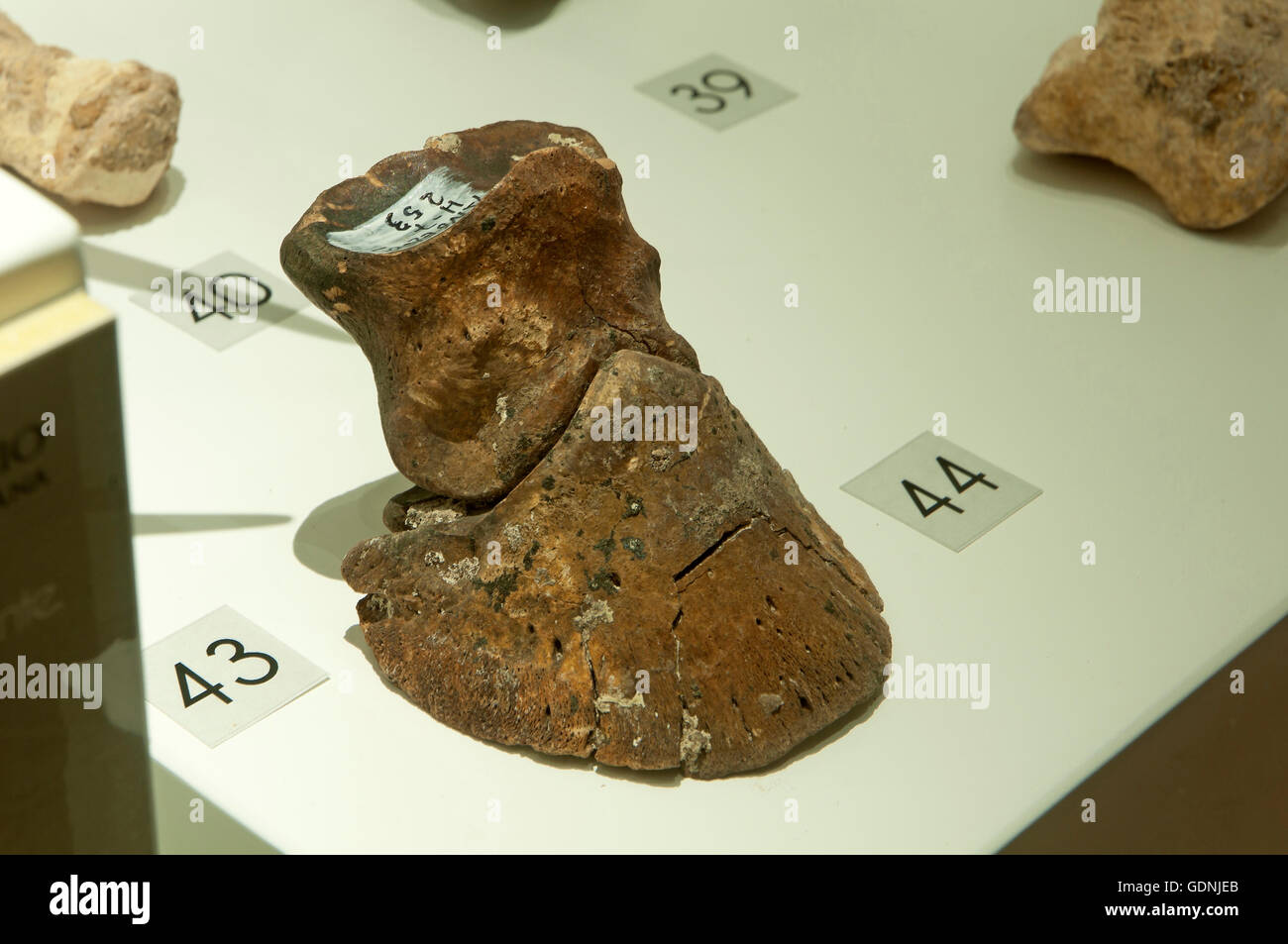 Exhibition of remains found in the Cueva del Angel chasm, Condes de Santa Ana Palace, Lucena, Cordoba province, Spain, Europe Stock Photo