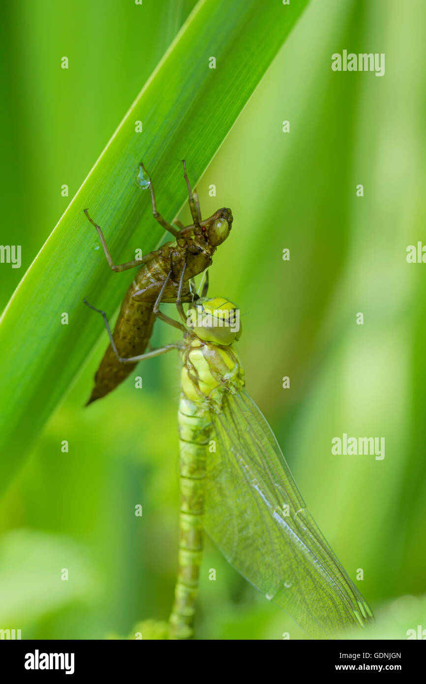 Dradonfly and exuvia on an Iris leaf in a garden pond. Stock Photo