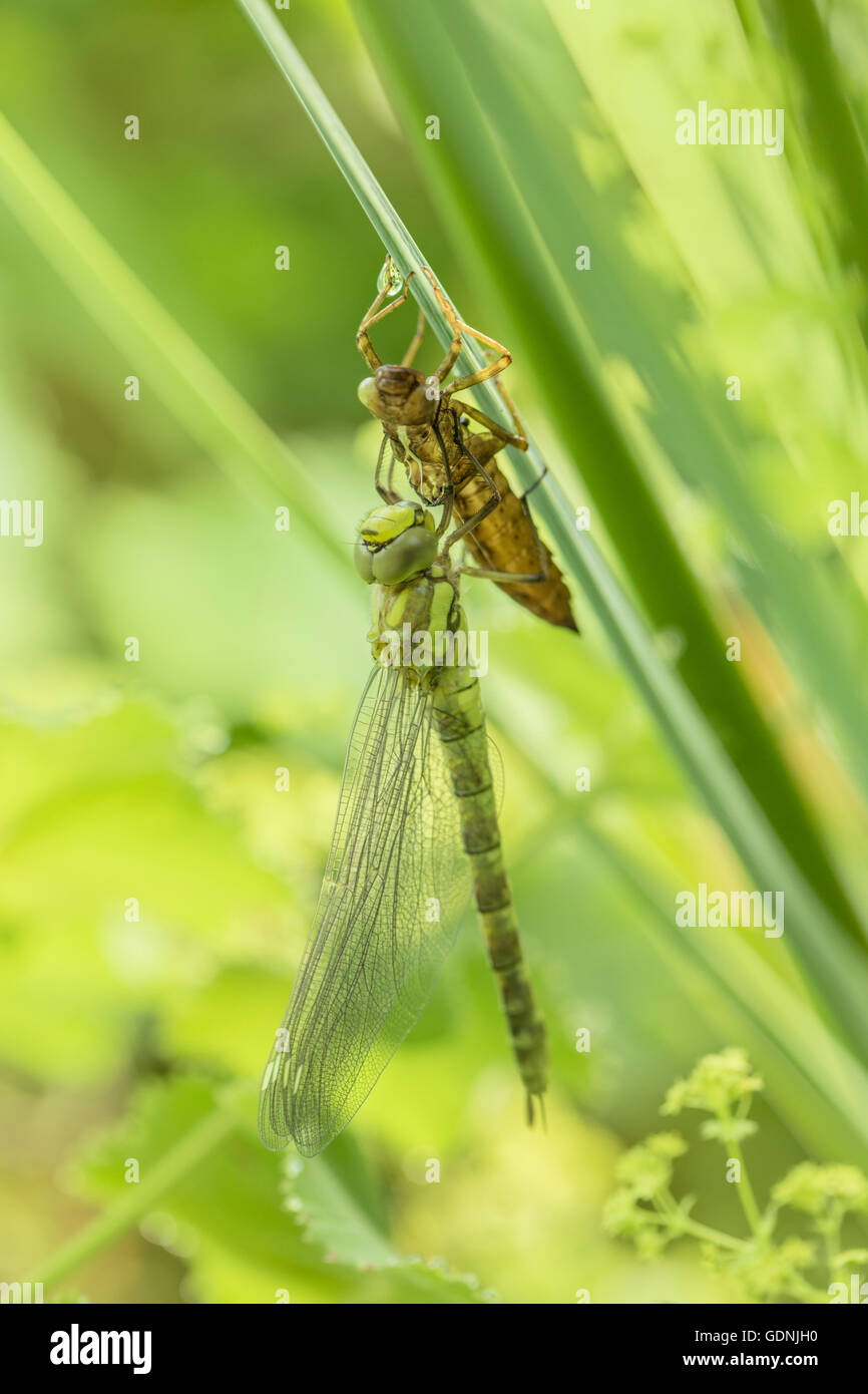 Dradonfly and exuvia on an Iris leaf in a garden pond. Stock Photo