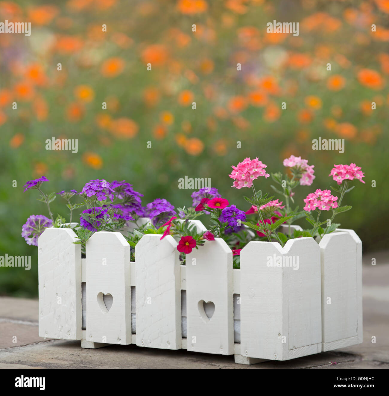 Flowers in a white wooden planter Stock Photo - Alamy