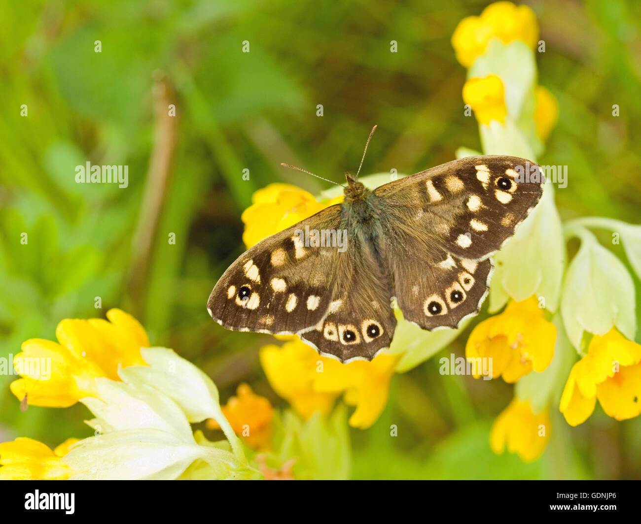 Irish wildflower hi-res stock photography and images - Alamy