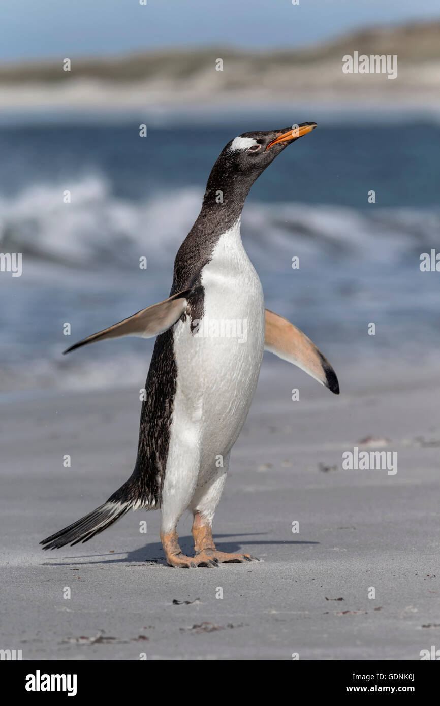 Gentoo Penguin shake down Stock Photo