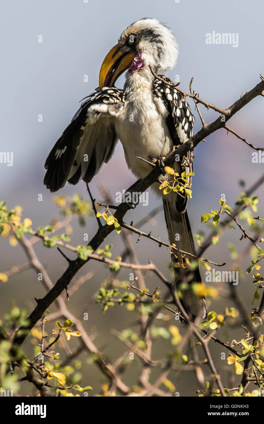 Hornbill grooming itself Stock Photo