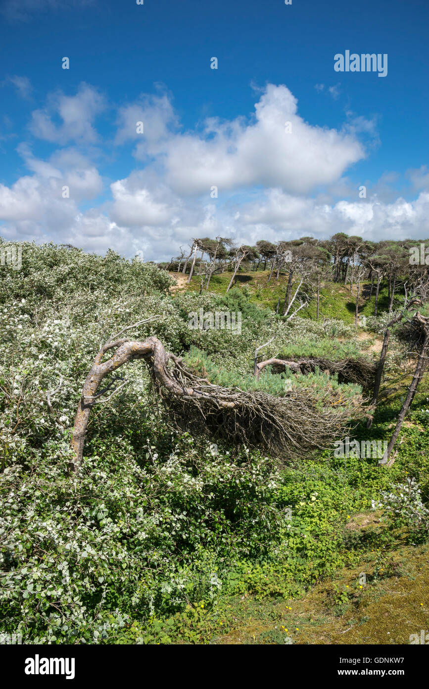 Windswept pine trees on the sand dunes at Formby point, Merseyside ...
