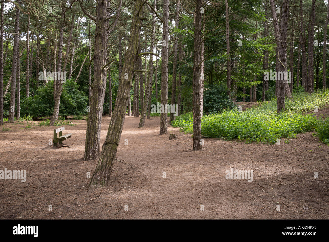 Path through Pine woods on the red squirrel trail at Formby point, Merseyside. Stock Photo