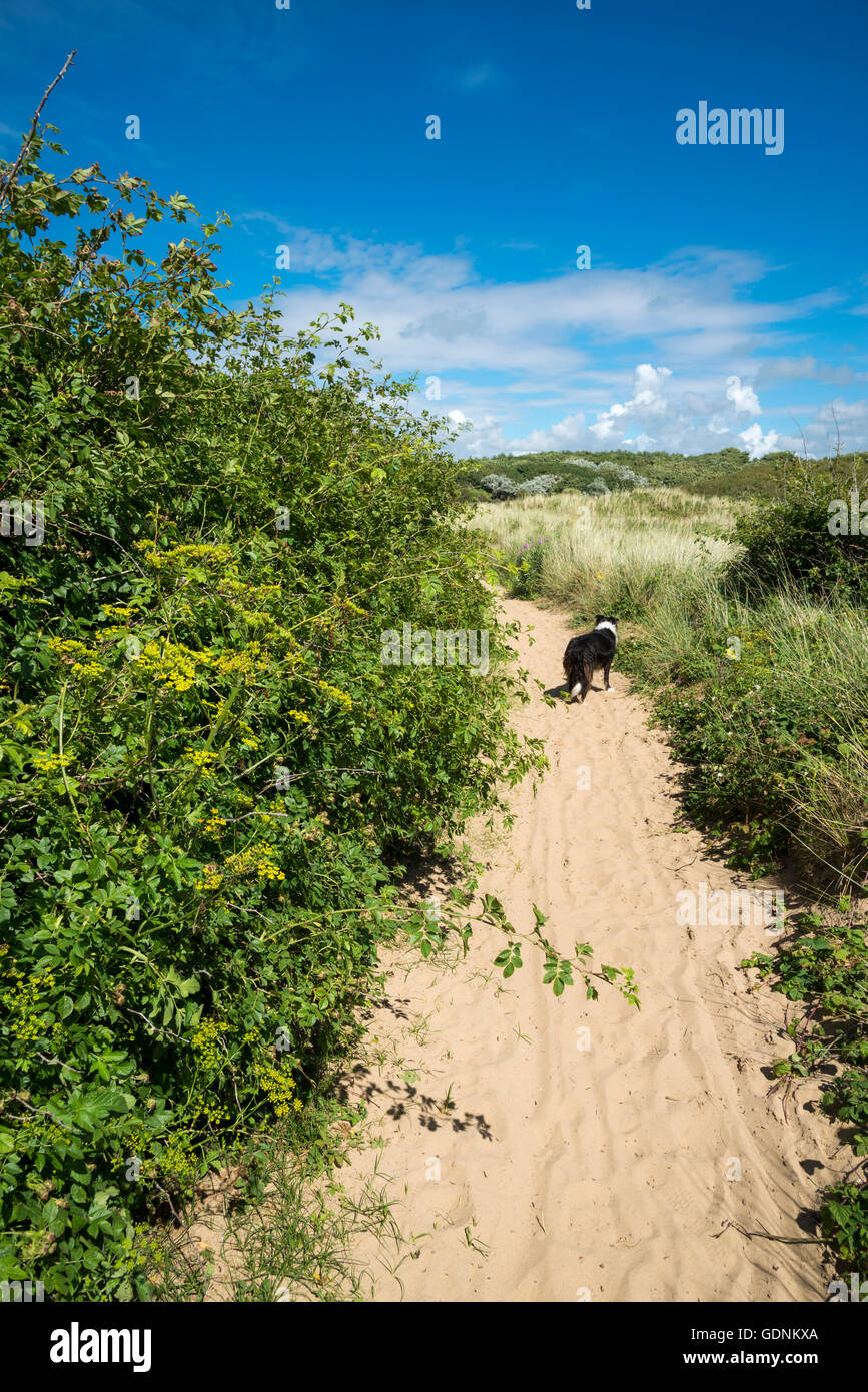 Border Collie on a sandy path at Formby point on the coast of Merseyside, England. Stock Photo