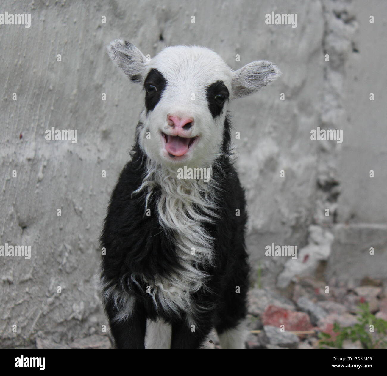 smiling lamb, black, white, pink, wild sheep Stock Photo