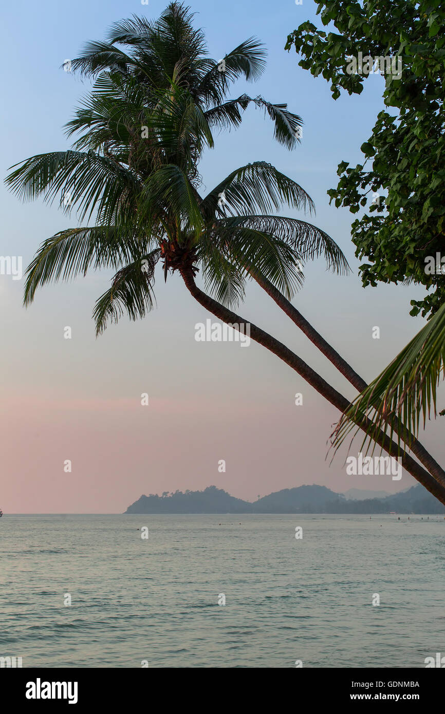 Palm tree on tropical beach after sunset Stock Photo - Alamy