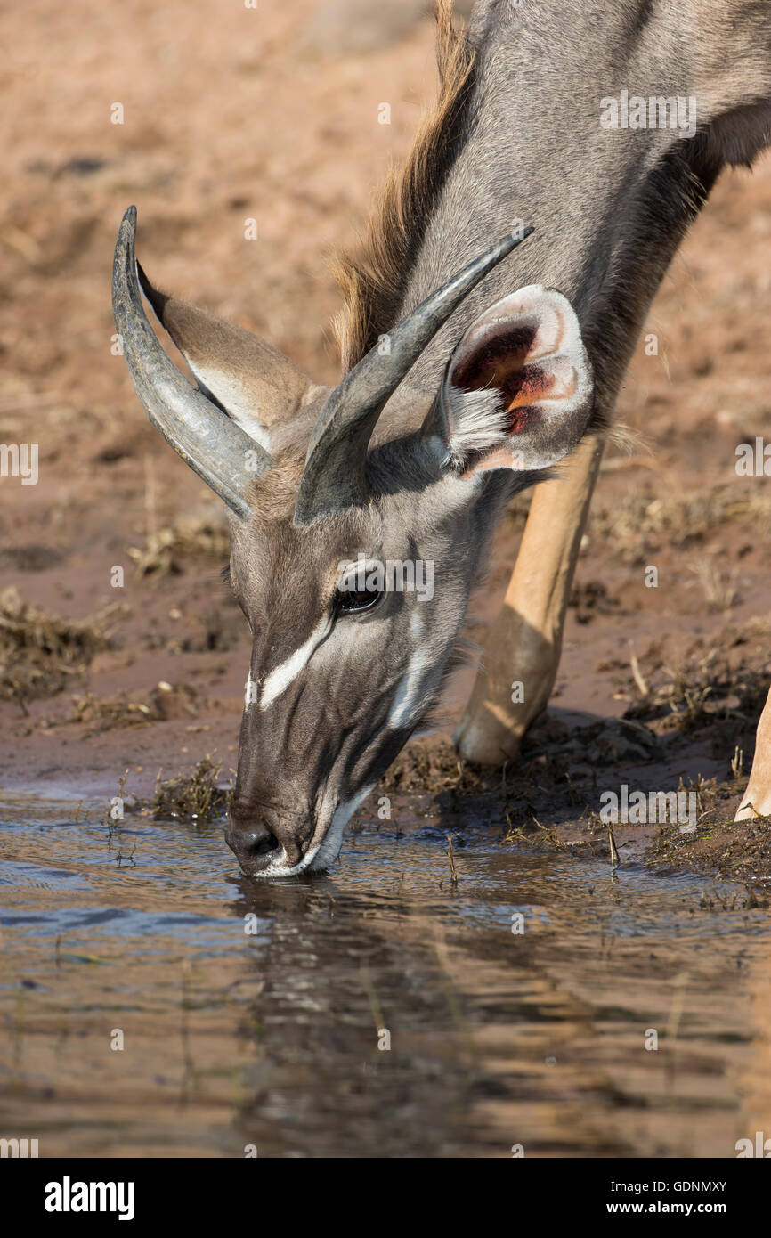 Close up headshot of an African Nyala Male Tragelaphus angasiia  drinking from a waterhole. Stock Photo