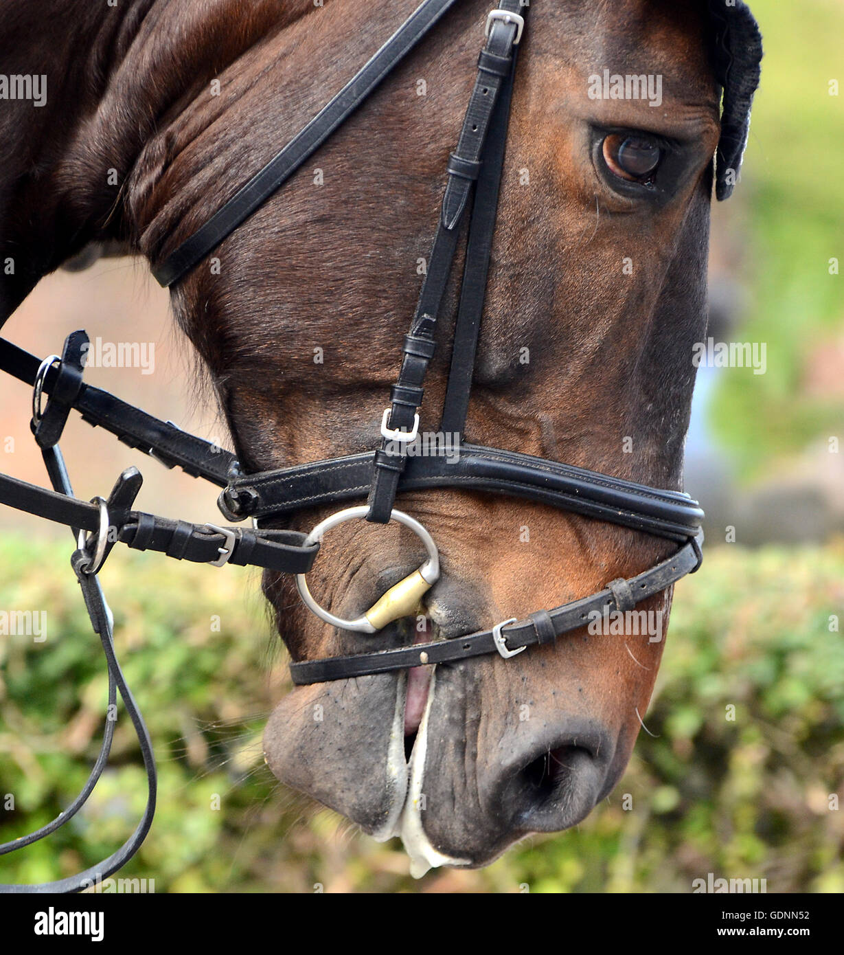 Horse with bit in the mouth. Stock Photo