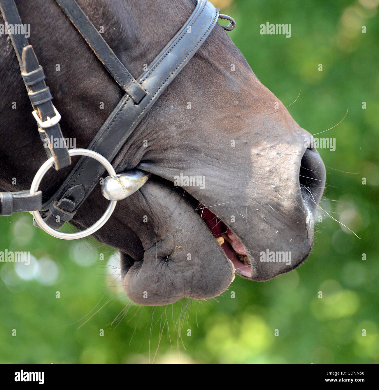 Horse with bit in the mouth. Stock Photo