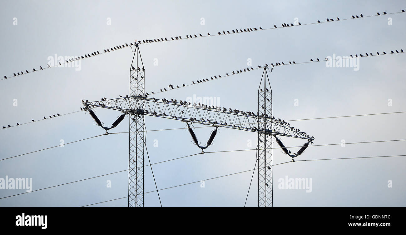 Migratory birds find together on electricity wires in autumn, before they start the migration to warmer areas for the winter. Stock Photo