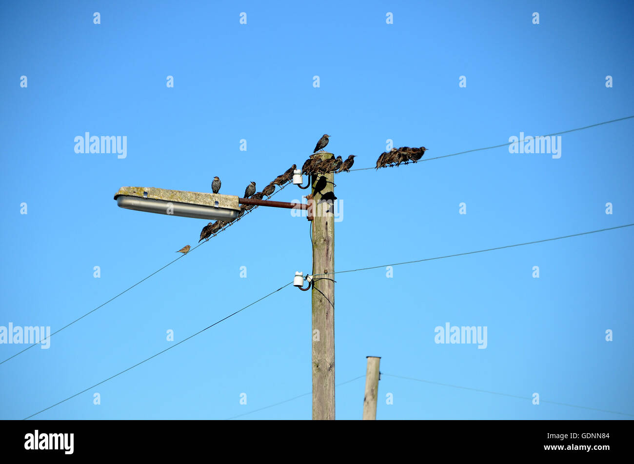 Migratory birds find together on electricity wires in autumn, before they start the migration to warmer areas for the winter. Stock Photo