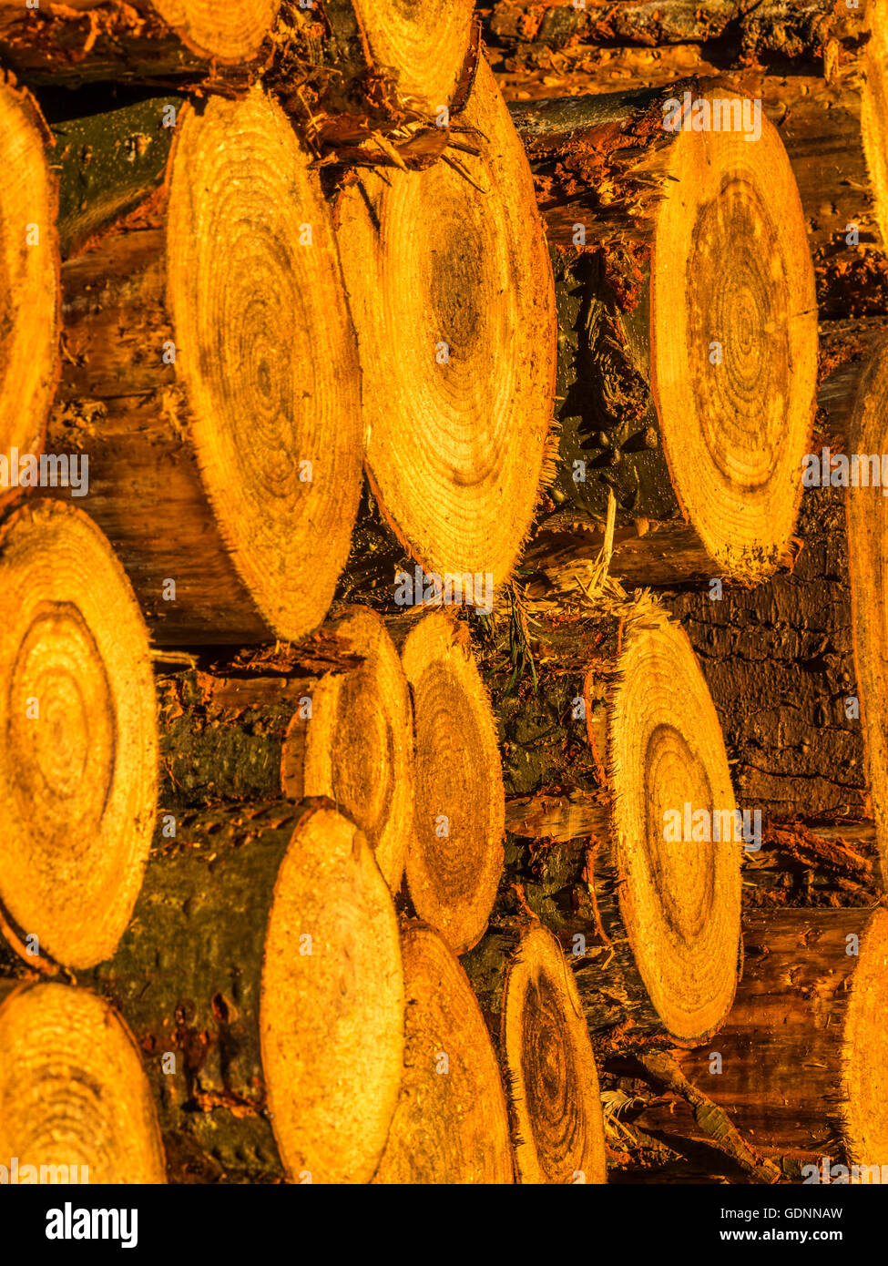Close up image depicting recently felled trees stacked in log piles, focusing on the form and shape of the exposed trunk. Stock Photo