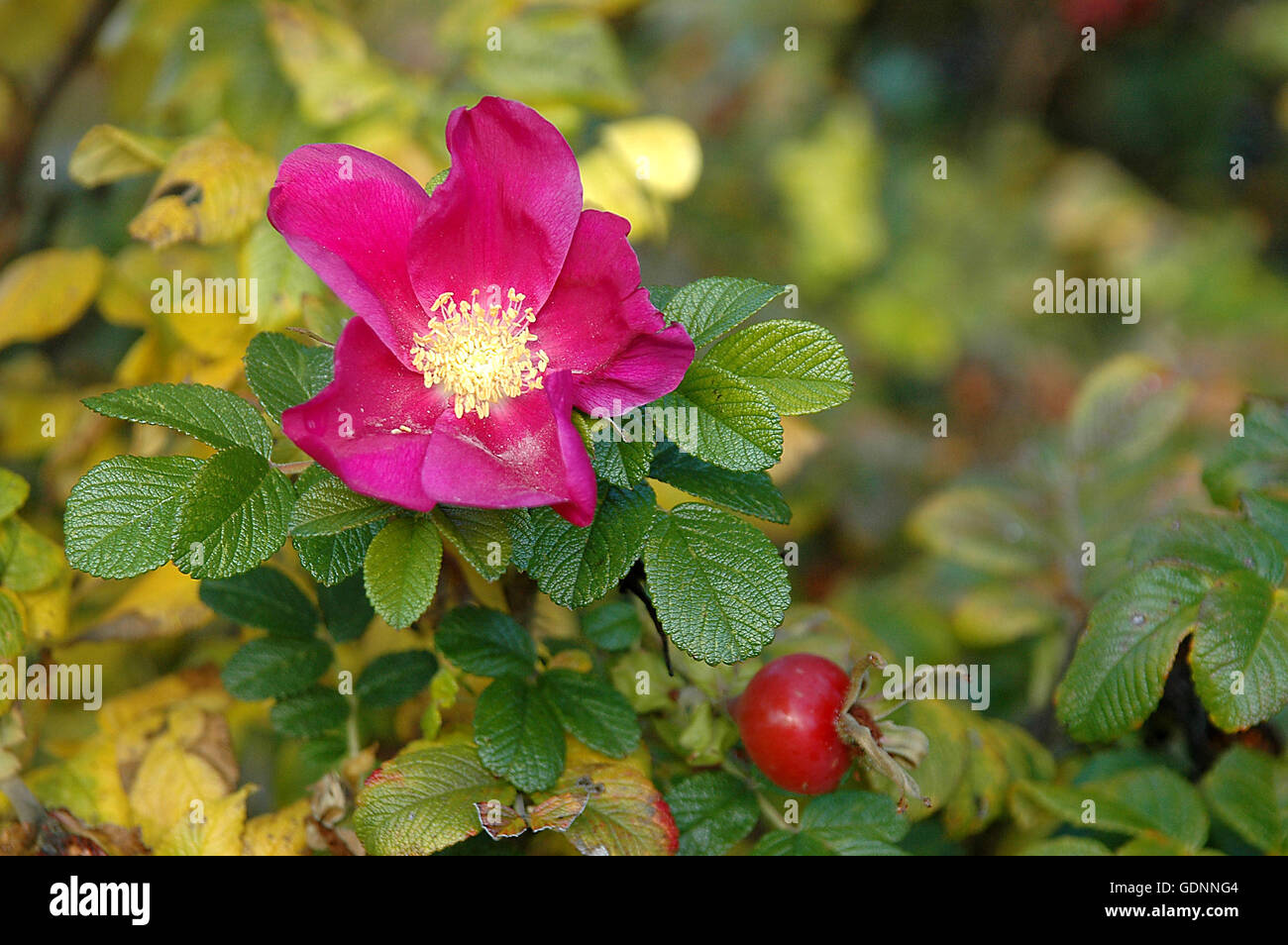 Rose flower and rose hip hi-res stock photography and images - Alamy