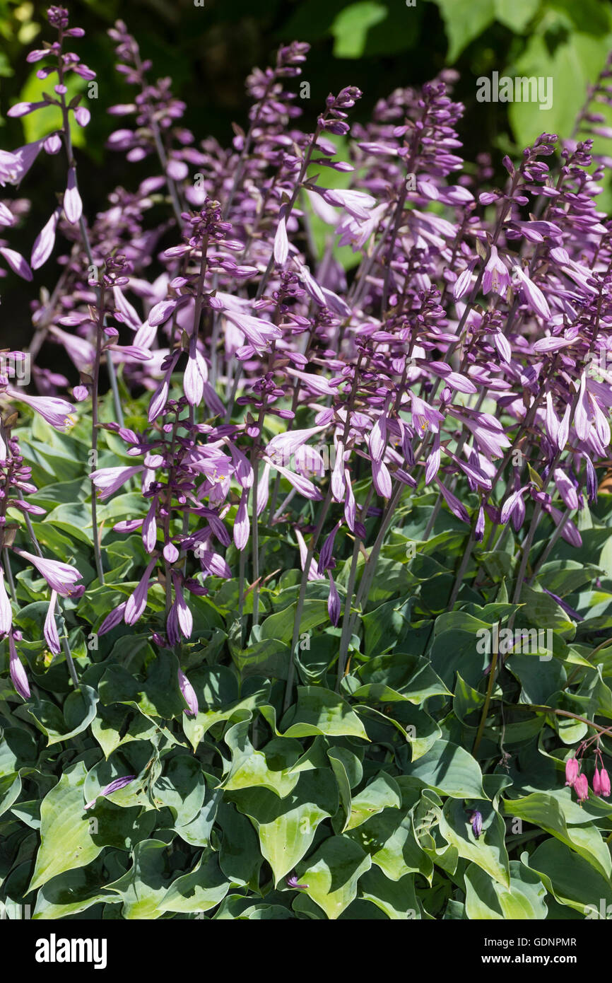 Blue tinged foliage and violet flowers of the compact perennial, Hosta 'Slim and Trim' Stock Photo