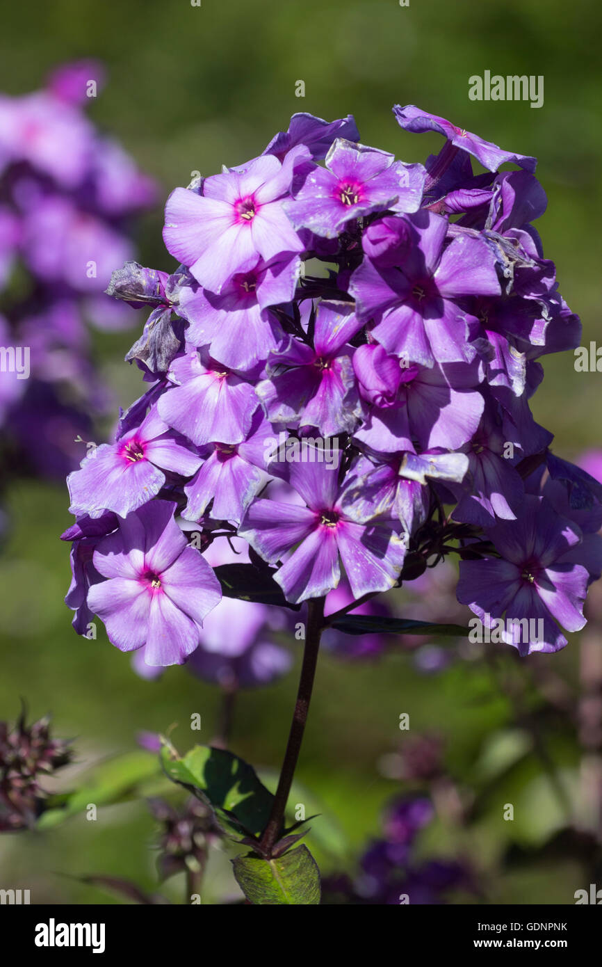 Flower head of the scented perennial, Phlox paniculata 'Blue Paradise' Stock Photo