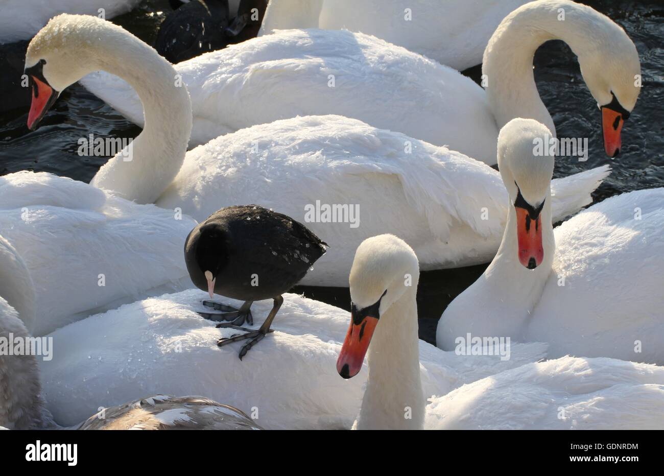 Coot standing on the back of a mute swan in Stockholm city center. Stock Photo