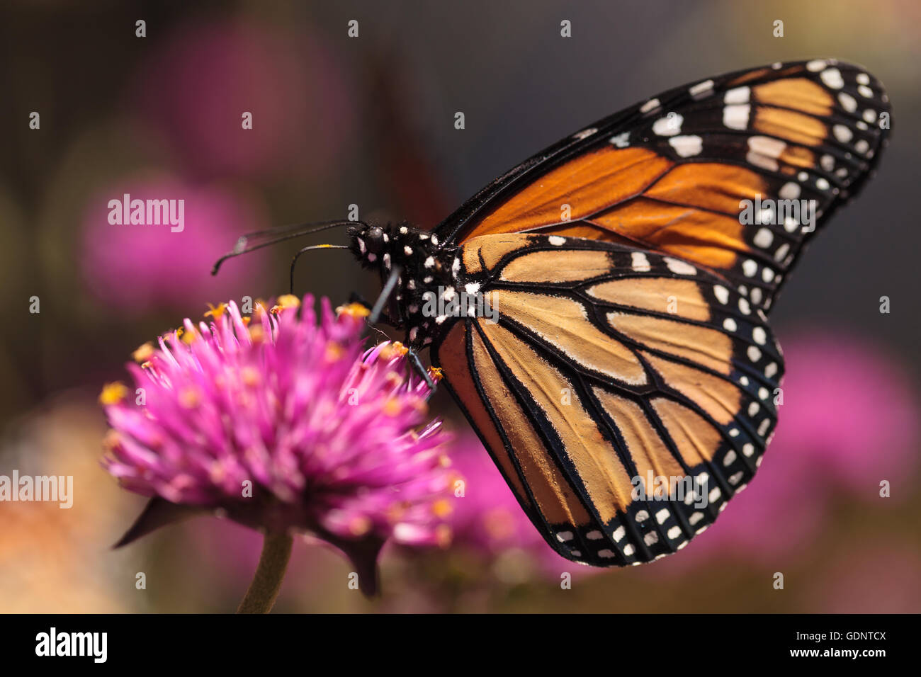 Monarch butterfly, Danaus plexippus, on a bush in spring in Laguna