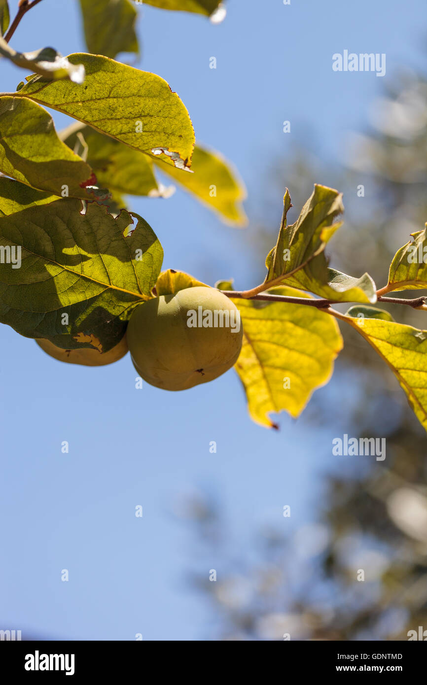Fuyu persimmon grows on a tree on a small organic farm in summer Stock Photo