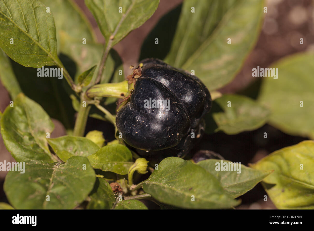 Purple bell peppers growing in an organic garden in spring in Southern