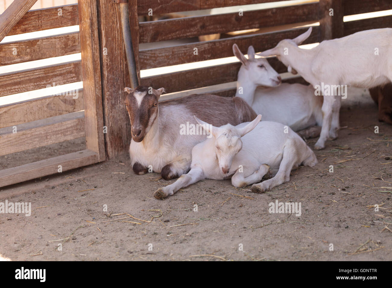 Saanen Goat, Capra aegagrus hircus, in a barn on a small farm in summer. Stock Photo