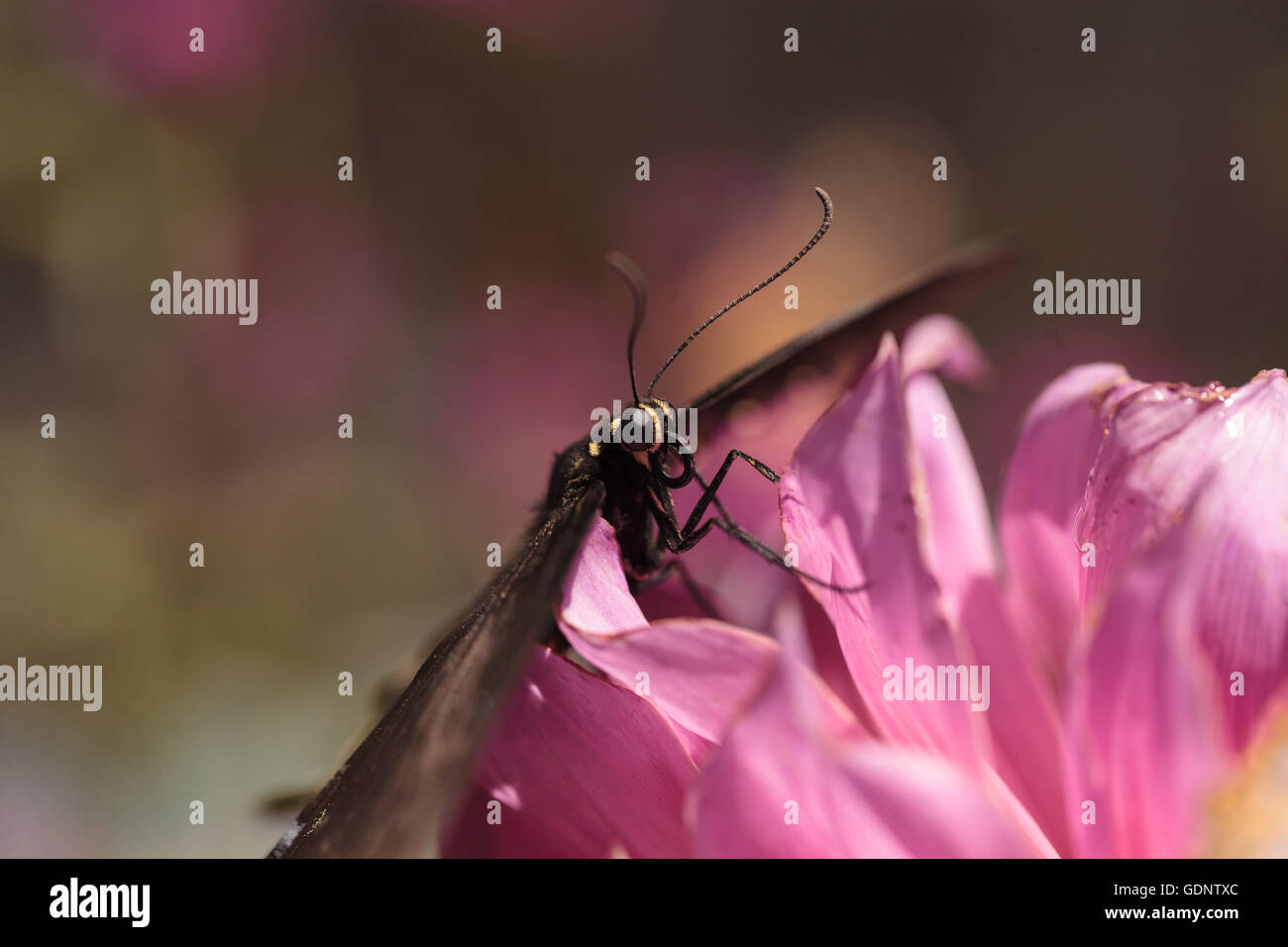 Spicebush swallowtail butterfly, Papilio troilus, is found in North America Stock Photo