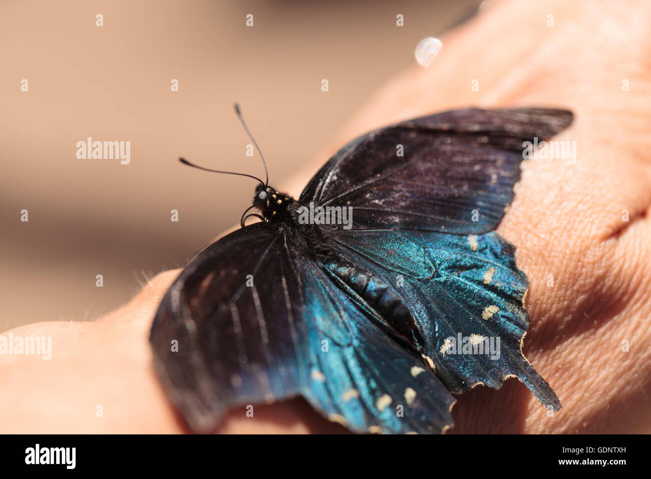 Spicebush swallowtail butterfly, Papilio troilus, is found in North America Stock Photo