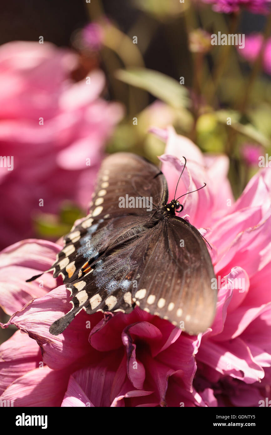 Spicebush swallowtail butterfly, Papilio troilus, is found in North America Stock Photo