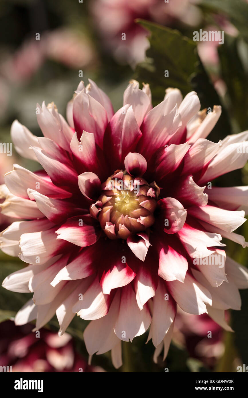 White dahlia hi-res stock photography and images - Alamy