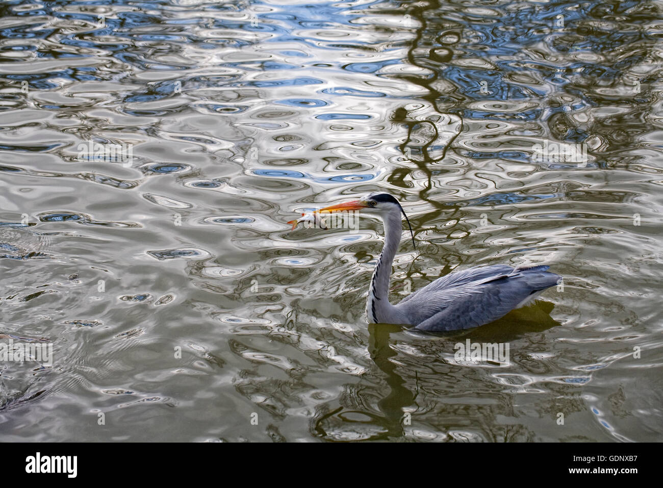 Ardea cinerea. Grey Heron fishing in a lake. Stock Photo