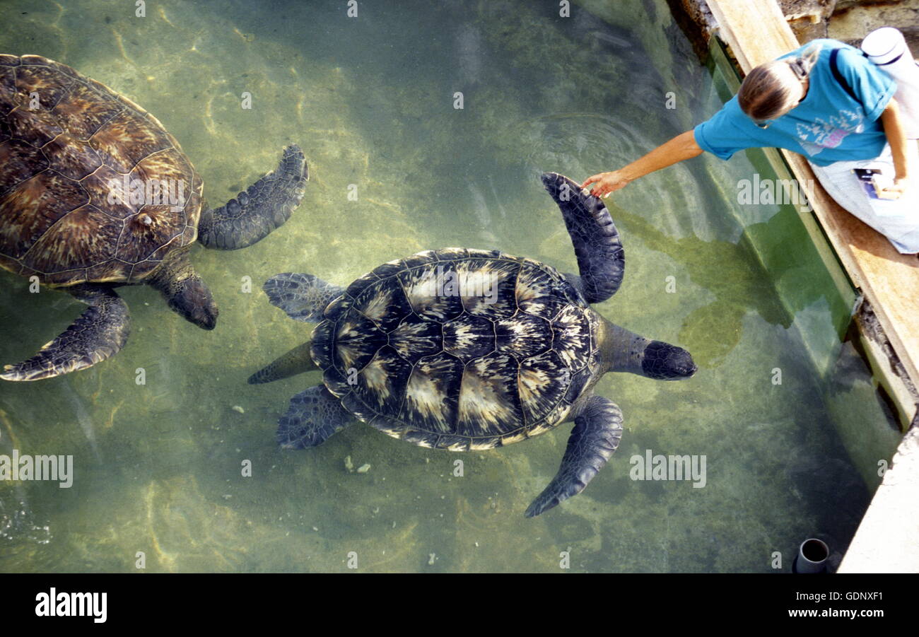 the turtle Farm near the Town of St Leu on the Island of La Reunion in the Indian Ocean in Africa. Stock Photo