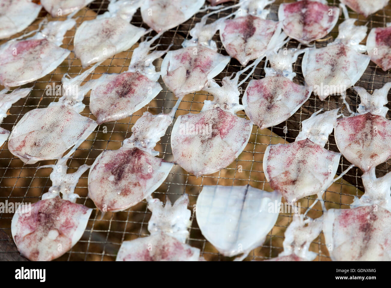 Fresh squids put on racks  to open air drying, in the Ao Khlong Wan harbour (Prachuap Khiri Khan province - Thailand). Calmars. Stock Photo