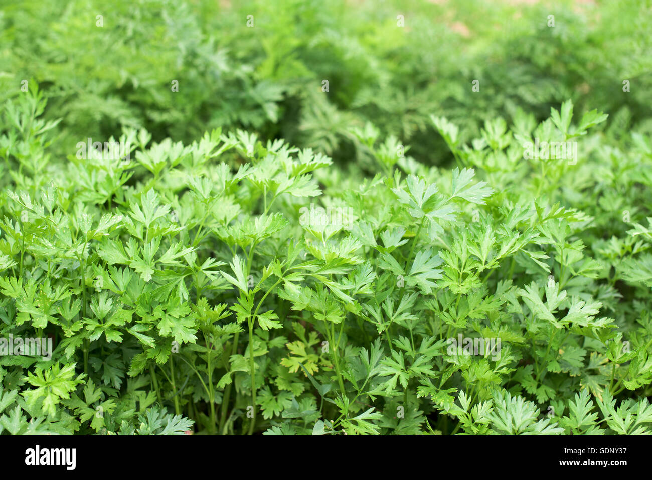 Parsley in a vegetable garden Stock Photo Alamy