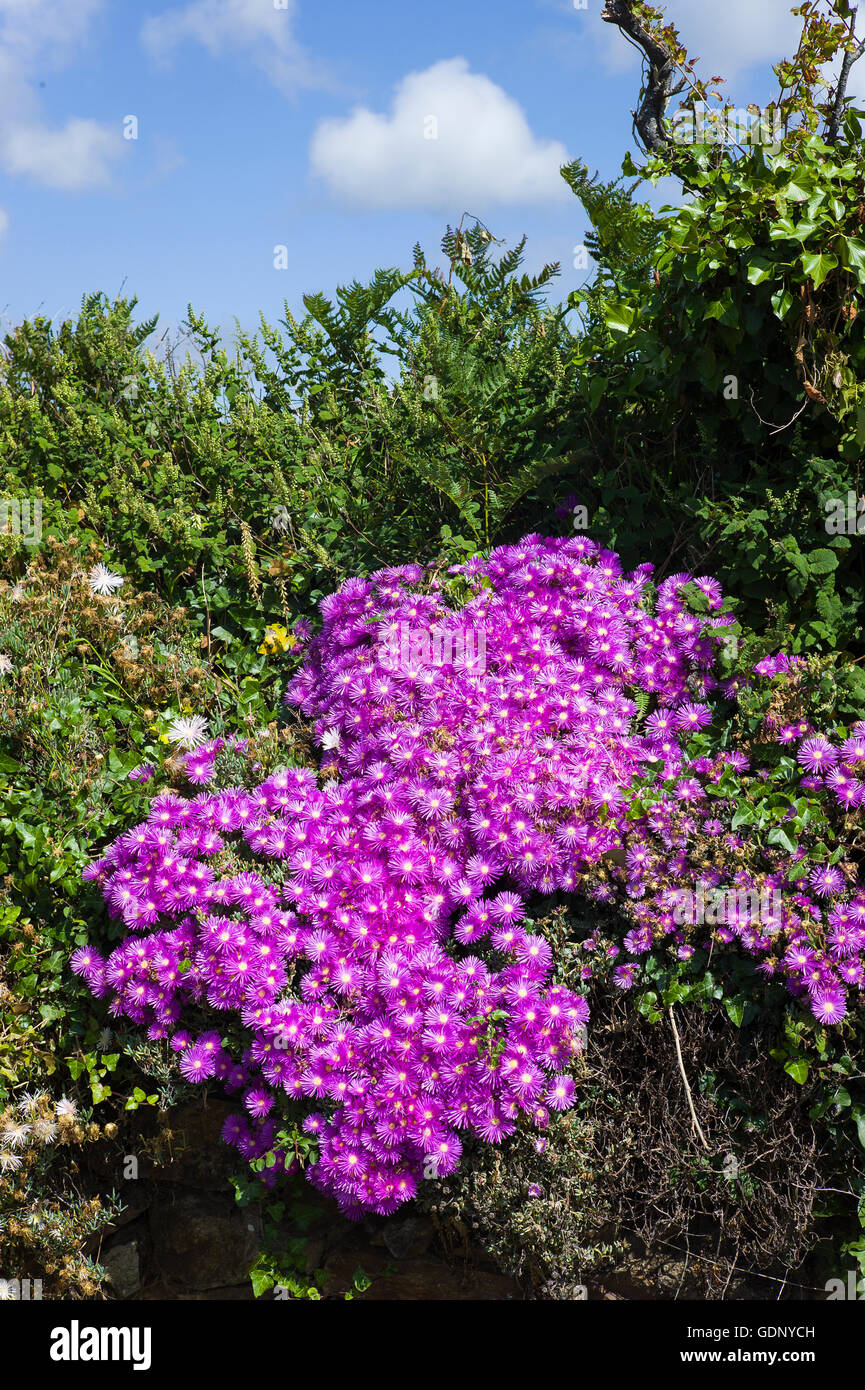 Lampranthus flowers on a wall in Guernsey UK Stock Photo