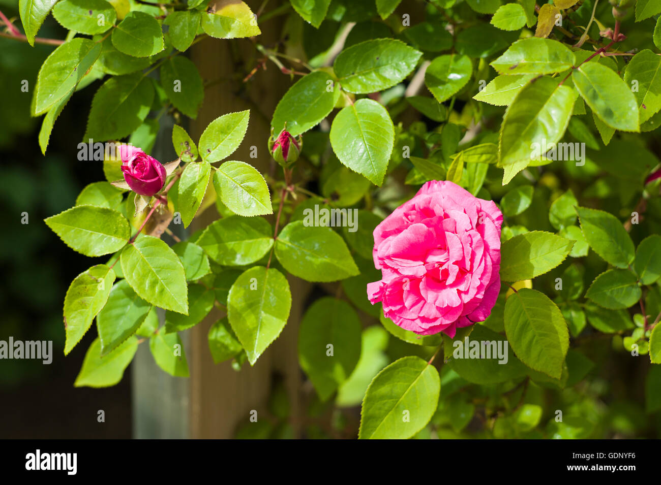 Zephirine Drouhin rose in flower Stock Photo