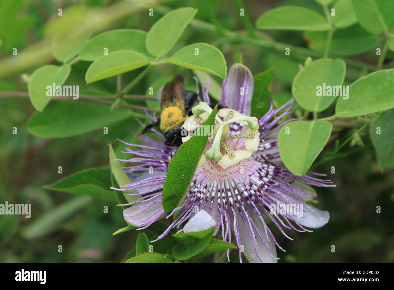 A bee on a passion flower Stock Photo
