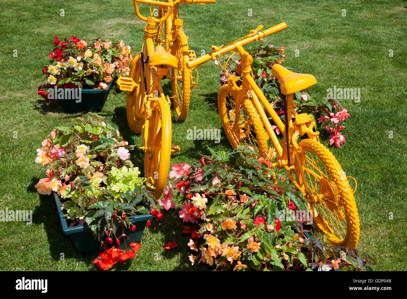 Container gardening; Begonias and Bikes at RHS Royal Horticulutral Society 2016 Flower Show at Tatton PARK, Knutsford, UK Stock Photo