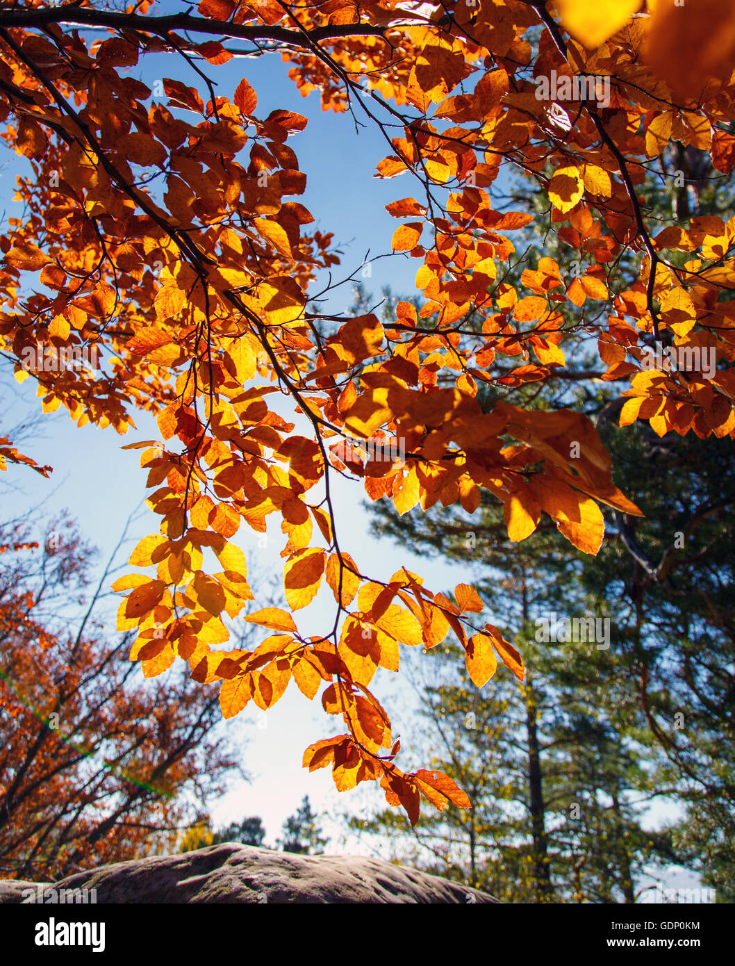 Yellow leaves on a branch. Autumn landscape Stock Photo - Alamy