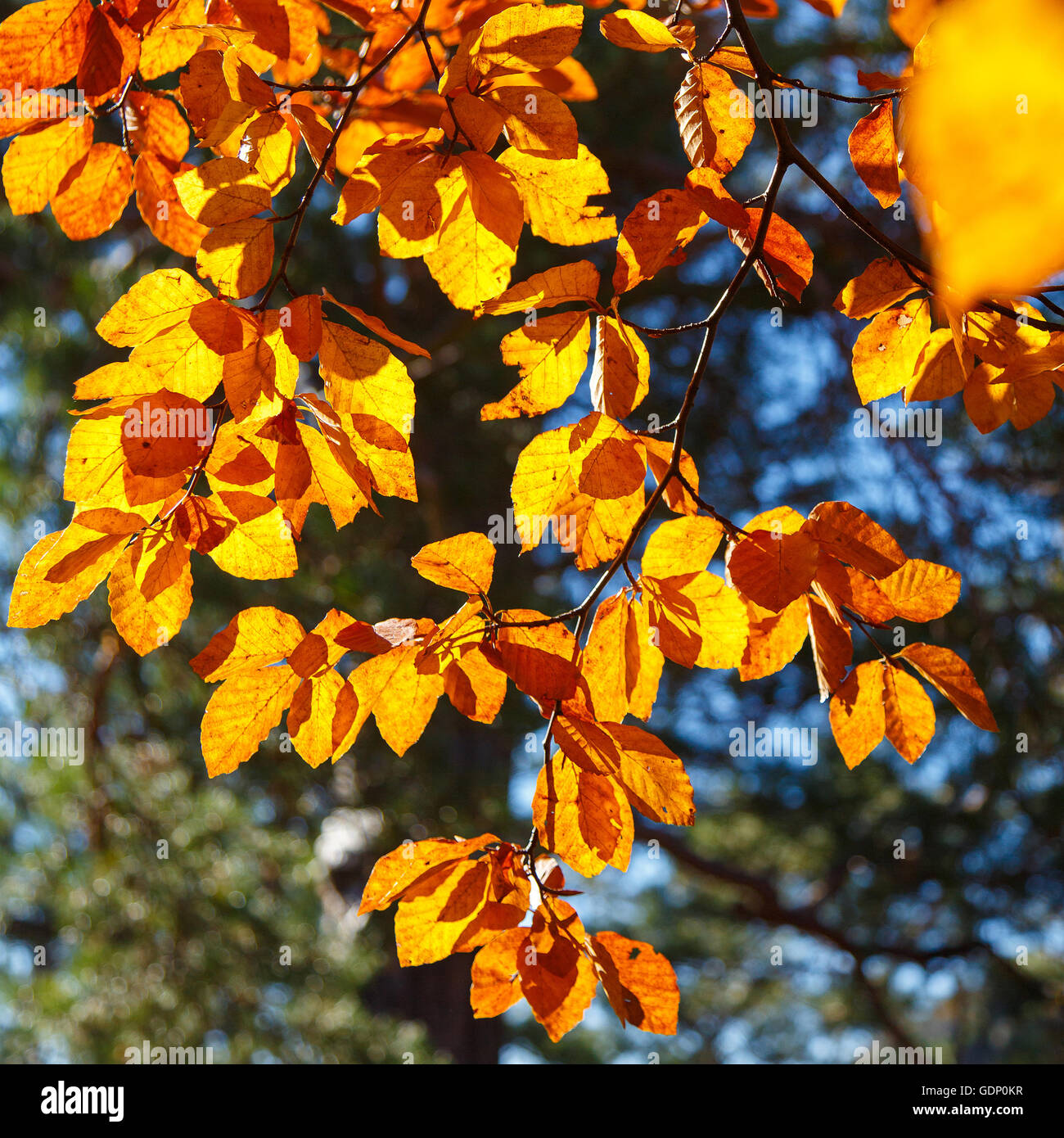 Yellow leaves on a branch. Autumn landscape Stock Photo - Alamy