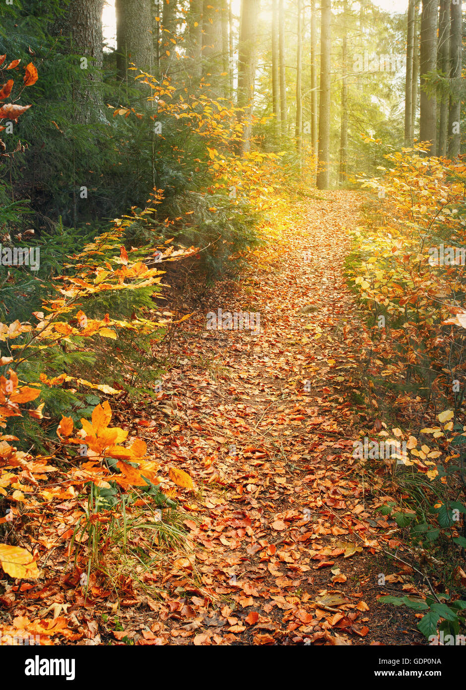 trail covered leaves in the autumn forest Stock Photo - Alamy