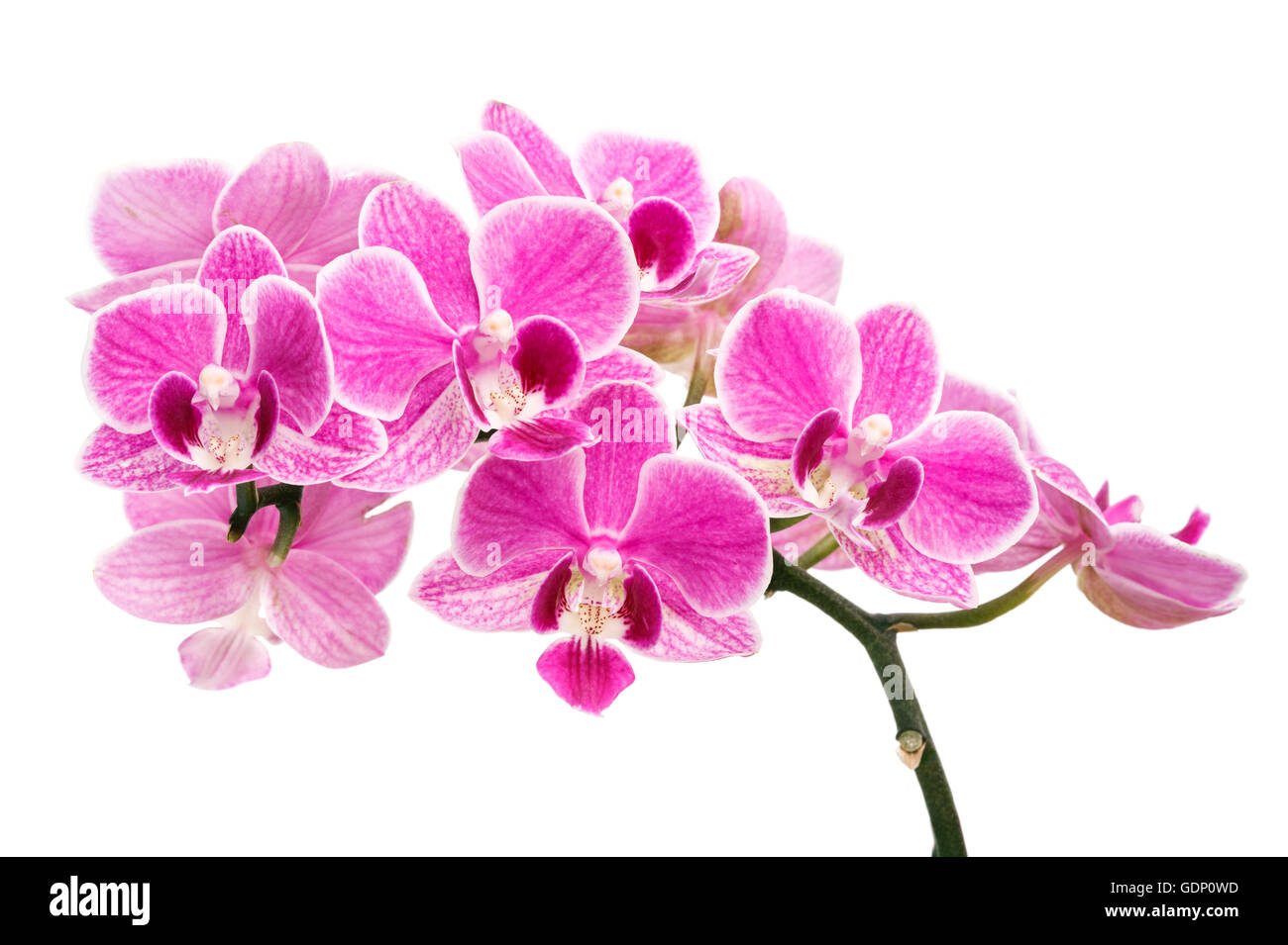 branch of pink orchids isolated on a white background Stock Photo - Alamy