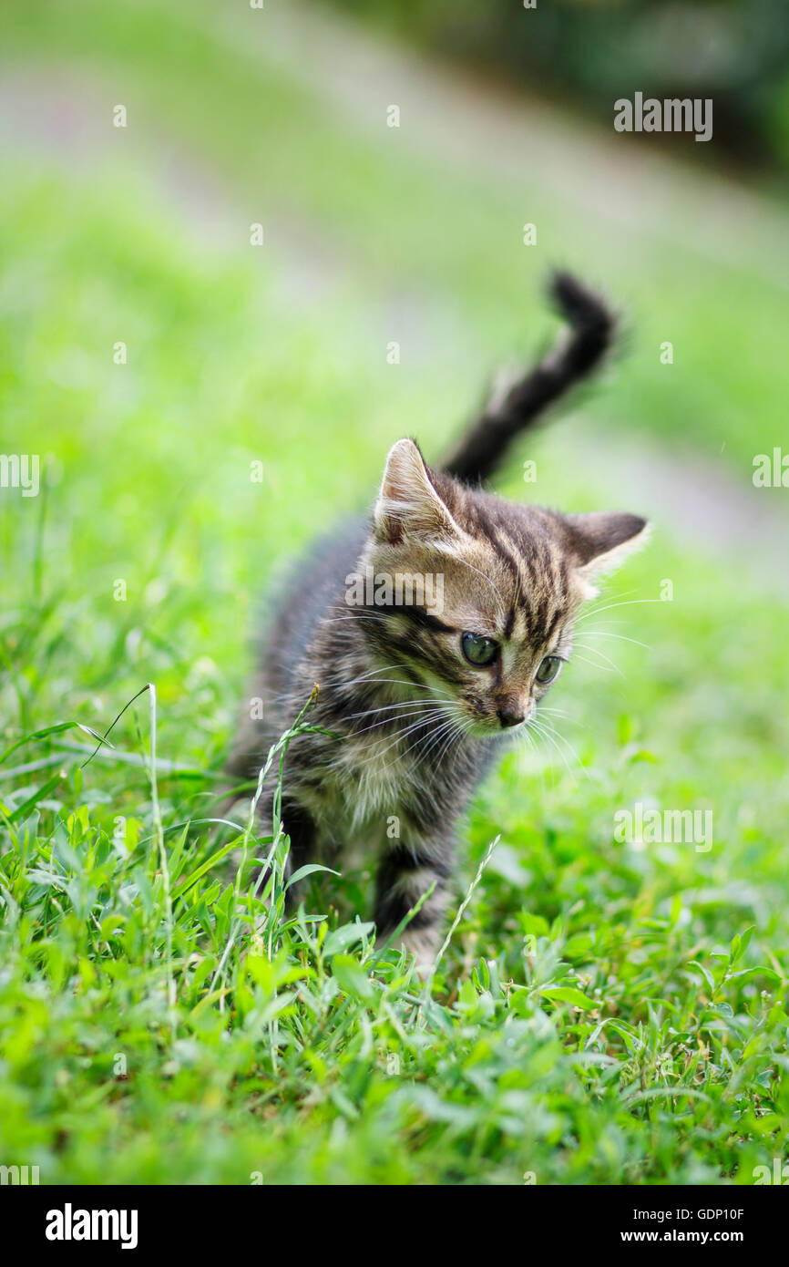 brown stripes cute kitten walking on the grass Stock Photo - Alamy