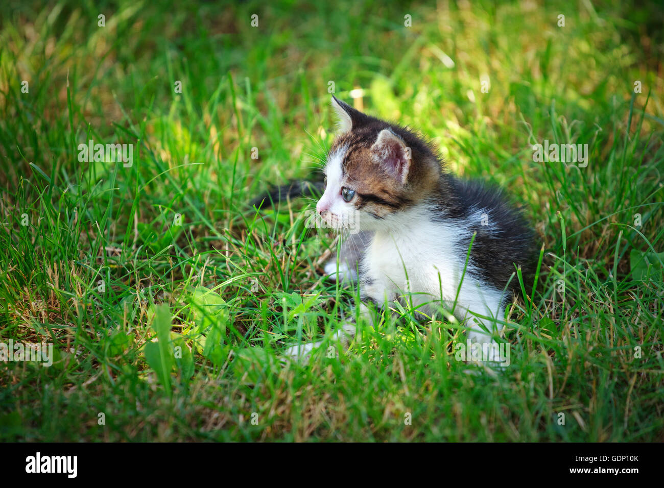 Cute little cat playing on the grass Stock Photo - Alamy